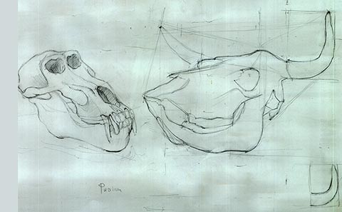 Schädel von Pavian und Stier. Alexander Babel, Bleistift, 11.2009, 62x43 cm. Befindet sich im Senckenberg-Museum (Naturmuseum Senckenberg), Frankfurt am Main.